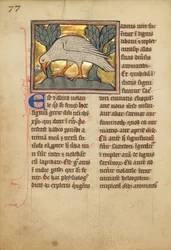 Ein Phönix